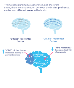TM-infographic-new2-brain-EN